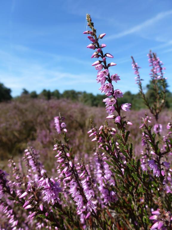 Natuurpoort Van Loon Loon op Zand Eksteriør billede